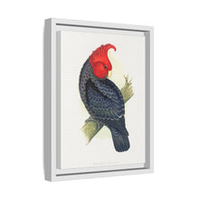 Gang-Gang Cockatoo (Callocephalon fimbriatum) colored wood-engraved plate by Alexander Francis Lydon