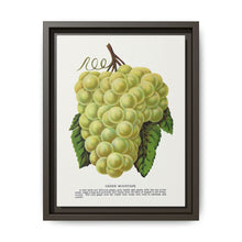 Green Mountain grape lithograph. Digitally enhanced from our own original 1900 edition plates of Botanical Specimen published by Rochester Lithographing - NOMADEN ART GALLERY