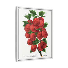 Industry Gooseberry lithograph. Digitally enhanced from our own original 1900 edition plates of Botanical Specimen published by Rochester Lithographing