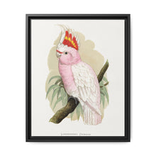 Leadbeater's Cockatoo (Lophochroa leadbeateri) colored wood-engraved plate by Alexander Francis Lydon - NOMADEN ART GALLERY