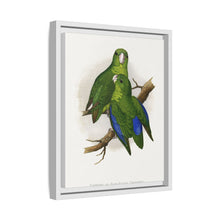 Passerine or Blue-winged Parrakeet (Psittacula columboides) colored wood-engraved plate by Alexander Francis Lydon