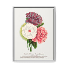 Double Althea in 3 colors lithograph. Digitally enhanced from our own original 1900 edition plates of Botanical Specimen published by Rochester Lithographing - NOMADEN ART GALLERY