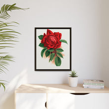 Red rose, Alfred Colomb lithograph. Digitally enhanced from our own original 1900 edition plates of Botanical Specimen published by Rochester Lithographing