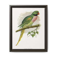 Javan Parrakeet (Psittacula alexandri) colored wood-engraved plate by Alexander Francis Lydon. - NOMADEN ART GALLERY