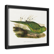 Green Ground Parrot (Pezoporus wallicus) colored wood-engraved plate by Alexander Francis Lydon