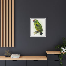 Placa grabada en madera de color loro de Jardine (Poicephalus gulielmi gulielmi) de Alexander Francis Lydon. 
