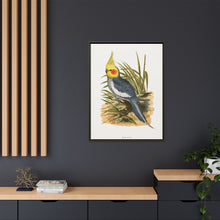 Cockatiel (Nymphicus hollandicus) colored wood-engraved plate by Alexander Francis Lydon