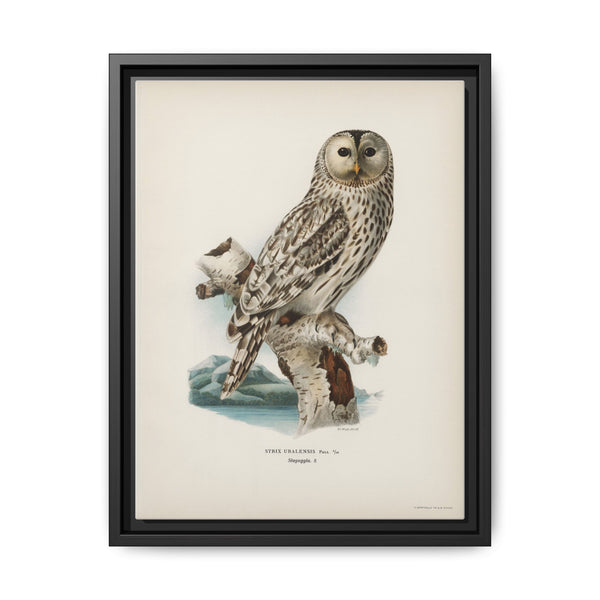 Strix uralensis ♀ illustrated by the von Wright brothers from our own 1929 folio version of Svenska Fåglar Efter Naturen Och Pa Sten Ritade - NOMADEN ART GALLERY