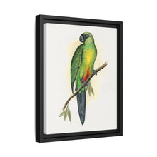 Masked Parrakeet (Prosopeia personata) colored wood-engraved plate by Alexander Francis Lydon