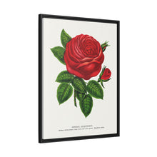 Red rose, General Jacquemont flower lithograph. Digitally enhanced from our own original 1900 edition plates of Botanical Specimen published by Rochester Lithographing