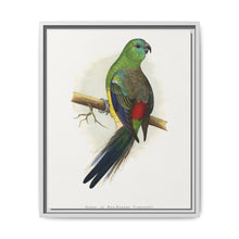 Blood or Red-Rumped Parrakeet (Psephotus haematonotus) colored wood-engraved plate by Alexander Francis Lydon - NOMADEN ART GALLERY