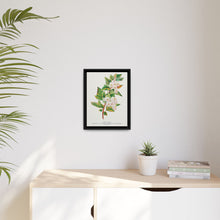 Spirea Aurea flowers lithograph. Digitally enhanced from our own original 1900 edition plates of Botanical Specimen published by Rochester Lithographing