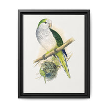 Quaker or Grey-breasted Parrakeet (Myiopsitta monachus) colored wood-engraved plate by Alexander Francis Lydon - NOMADEN ART GALLERY