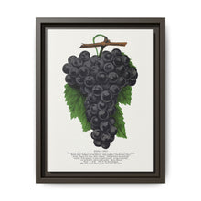 Early Ohio grape lithograph. Digitally enhanced from our own original 1900 edition plates of Botanical Specimen published by Rochester Lithographing - NOMADEN ART GALLERY