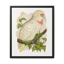 Slender-Billed Cockatoo (Cacatua tenuirostris) colored wood-engraved plate by Alexander Francis Lydon. - NOMADEN ART GALLERY