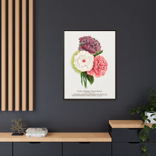 Double Althea in 3 colors lithograph. Digitally enhanced from our own original 1900 edition plates of Botanical Specimen published by Rochester Lithographing