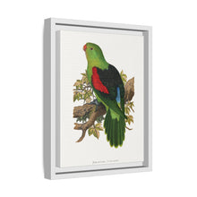 Red-winged parakeet (Aprosmictus erythropterus) colored wood-engraved plate by Alexander Francis Lydon