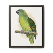 Yellow-Naped Amazon (Amazona auropalliata) colored wood-engraved plate by Alexander Francis Lydon - NOMADEN ART GALLERY