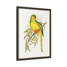 Orange-Bellied Parrakeet (Neophema chrysogaster) colored wood-engraved plate by Alexander Francis Lydon.