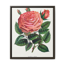 Pink rose, Glorie de Dijon lithograph. Digitally enhanced from our own original 1900 edition plates of Botanical Specimen published by Rochester Lithographing - NOMADEN ART GALLERY