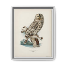 Strix uralensis ♀ illustrated by the von Wright brothers from our own 1929 folio version of Svenska Fåglar Efter Naturen Och Pa Sten Ritade - NOMADEN ART GALLERY