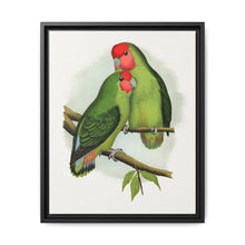 Rosy-Faced Love-Bird (Agapornis roseicollis) colored wood-engraved plate by Alexander Francis Lydon. - NOMADEN ART GALLERY
