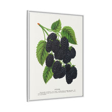Snyder Blackberry lithograph from Botanical Specimen published by Rochester Lithographing