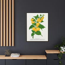 Golden queen raspberry lithograph. Digitally enhanced from our own original 1900 edition plates of Botanical Specimen published by Rochester Lithographing