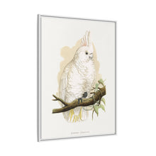 Goffin's Cockatoo (Cacatua goffiniana) colored wood-engraved plate by Alexander Francis Lydon.