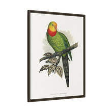 Barraband's Parakeet (Polytelis swainsonii) colored wood-engraved plate by Alexander Francis Lydon