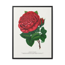 Red rose, American Beauty lithograph. Digitally enhanced from our own original 1900 edition plates of Botanical Specimen published by Rochester Lithographing - NOMADEN ART GALLERY