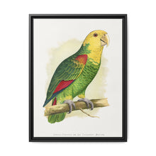 Double-Fronted or Le Vaillant's Amazon (Amazona oratrix) colored wood-engraved plate by Alexander Francis Lydon. - NOMADEN ART GALLERY