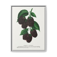 Lucretia Dewberry lithograph. Digitally enhanced from our own original 1900 edition plates of Botanical Specimen published by Rochester Lithographing - NOMADEN ART GALLERY