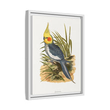 Cockatiel (Nymphicus hollandicus) colored wood-engraved plate by Alexander Francis Lydon