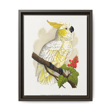 Lesser Lemon-Crested Cockatoo (Cacatua sulphurea) colored wood-engraved plate by Alexander Francis Lydon - NOMADEN ART GALLERY