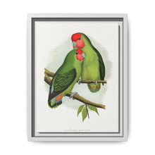 Rosy-Faced Love-Bird (Agapornis roseicollis) colored wood-engraved plate by Alexander Francis Lydon. - NOMADEN ART GALLERY