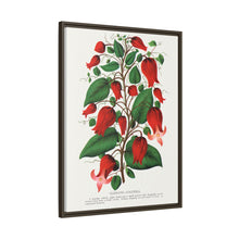 Prunus Triloba flower lithograph. Digitally enhanced from our own original 1900 edition plates of Botanical Specimen published by Rochester Lithographing