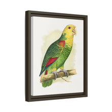 Double-Fronted or Le Vaillant's Amazon (Amazona oratrix) colored wood-engraved plate by Alexander Francis Lydon.