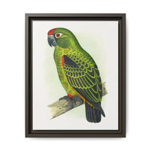 Jardine's Parrot (Poicephalus gulielmi gulielmi) colored wood-engraved plate by Alexander Francis Lydon. - NOMADEN ART GALLERY