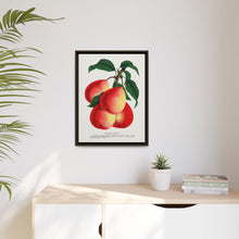 Vermont Beauty pear lithograph. Digitally enhanced from our own original 1900 edition plates of Botanical Specimen published by Rochester Lithographing