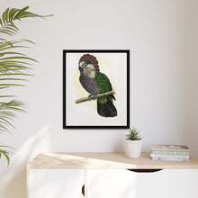Hawk-Headed Parrot (Deroptyus accipitrinus) colored wood-engraved plate by Alexander Francis Lydon.