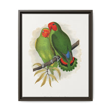 West African Love-Bird (Agapornis) colored wood-engraved plate by Alexander Francis Lydon. - NOMADEN ART GALLERY