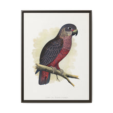 Dusky or Violet Parrot (Pionus fuscus) colored wood-engraved plate by Alexander Francis Lydon. - NOMADEN ART GALLERY