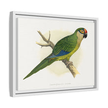 Golden-Crowned Conure (Aratinga auricapillus) colored wood-engraved plate by Alexander Francis Lydon