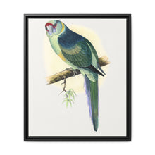 Barnard's Parrakeet (Barnardius barnardi) colored wood-engraved plate by Alexander Francis Lydon - NOMADEN ART GALLERY