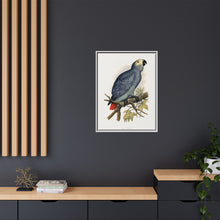 Grey Parrot (Psittacus erithacus) colored wood-engraved plate by Alexander Francis Lydon.