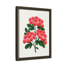Paul's New Double Flowering Thorn lithograph. Digitally enhanced from our own original 1900 edition plates of Botanical Specimen published by Rochester Lithographing