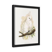 Goffin's Cockatoo (Cacatua goffiniana) colored wood-engraved plate by Alexander Francis Lydon.