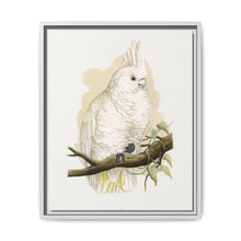 Goffin's Cockatoo (Cacatua goffiniana) colored wood-engraved plate by Alexander Francis Lydon. - NOMADEN ART GALLERY