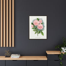 Pink rose, Clothilde Soupert lithograph. Digitally enhanced from our own original 1900 edition plates of Botanical Specimen published by Rochester Lithographing